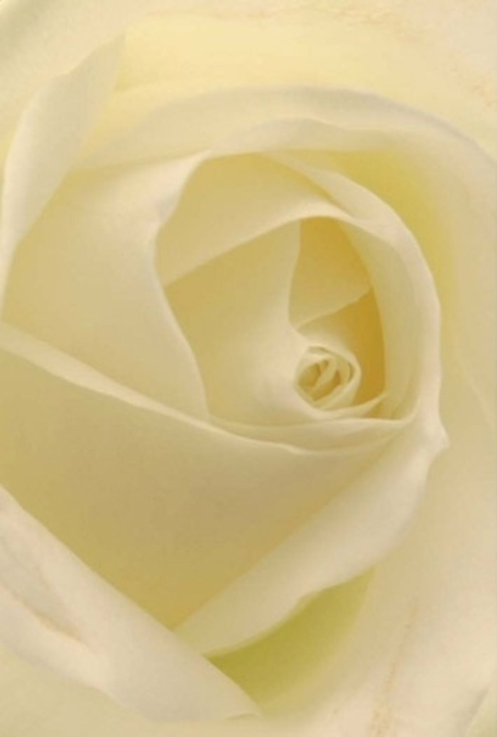 Peering into the luxurious heart of this ivory-white rose, you witness a harmonious blend of softness and structure-each petal's velvety curve captured in luminous detail by our talented Malden Rushett florists. The gradations of white and antique cream ripple like gentle waves, while hidden depths are exposed by delicate cast shadows that echo a peaceful stroll along Fairoak Lane at twilight. Every fold is arranged with patient artistry, honouring both the fragile beauty and enduring strength embedded in this floral masterpiece. Its spiraled core stands unblemished, a profound declaration of purity and steadfast emotion. The overall palette-cool, serene, and subtly glowing-makes this rose ideal for significant occasions: a tender apology after a misunderstanding, an elegantly understated wedding bouquet, or a centrepiece that lends sophistication to an important dinner party. The aroma, though unseen, is easily imagined: crisp, cleansing, and slightly sweet, floating on the air much like the tranquillity that fills a garden at the day's end in Malden Rushett. This rose is more than a flower-it is a gift of genuine emotion, elegantly echoing both nature's wisdom and a local florist's practiced touch.