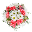 A radiant arrangement reminiscent of early spring in Malden Rushett, this bouquet seems to capture the very essence of joy and renewal found on a sunlit morning in Telegraph Hill woods. At its centre are cheerful white daisies with vivid green centers, displaying a purity and freshness beloved by those strolling local lanes. Surrounding them, coral-pink carnations bloom in plush, ruffled abundance, each petal expressing gentle warmth and optimism. Cushioning the primary flowers is an airy constellation of tiny white baby's breath, their delicate clusters softening the display and infusing a dreamlike quality. Look closely and you'll spot slender alstroemeria buds with faint purple streaks, promising subtle elegance soon to unfold. The entire composition is wrapped in varied, lush greens: the matte, silvery eucalyptus and deep, glossy sprigs that frame the blooms, offering contrast and grounding the palette. The bouquet is purposefully circular, each stem and petal artfully placed to enhance fullness and movement, reflecting the practiced eye of a local florist familiar with Malden Rushett's natural vibrancy. The effect is tranquil yet exuberant-perfect for a birthday, new home, or heartfelt thank you. Delivered fresh, it's a celebration of community and craft, inspired by the woodland charm and open skies of Malden Rushett.